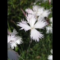Dianthus Hungaricus (fam. Caryophyllacees) (02)